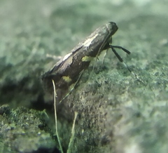 Calybites phasianipennella
