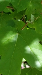 Acer rubrum drummondii