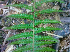 Polystichum × wirtgenii