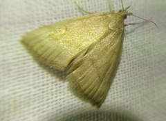 Psammotis pulveralis