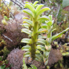 Fernandezia crystallina