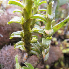 Fernandezia crystallina