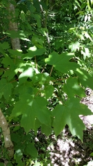 Acer rubrum drummondii