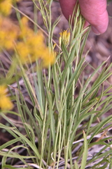 Petradoria pumila