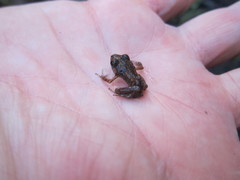 Eleutherodactylus rogersi