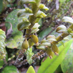 Fernandezia crystallina
