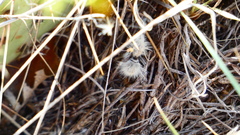 Dasymutilla pseudopappus