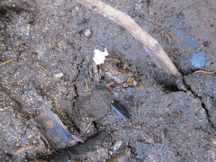 Eleutherodactylus rogersi