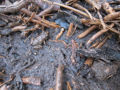 Eleutherodactylus rogersi