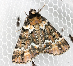 Lophosigna catasticta