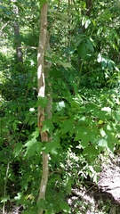 Acer rubrum drummondii