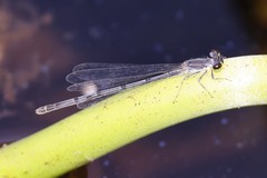 Ischnura posita