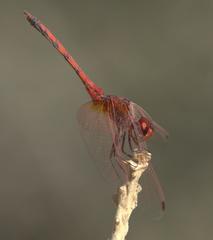 Trithemis
