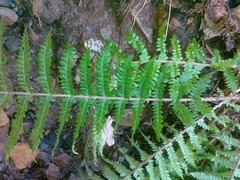 Polystichum × wirtgenii