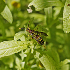 Polistes exclamans