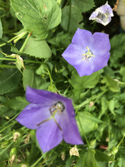 Campanula carpatica
