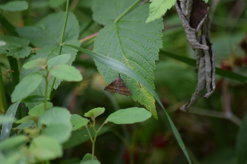 Sociable Renia Moth photo 4
