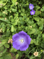 Campanula carpatica