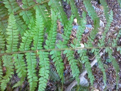 Polystichum × wirtgenii