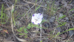 Nemophila maculata