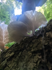 Pleurotus