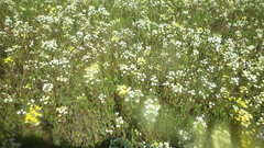 Triphysaria versicolor versicolor