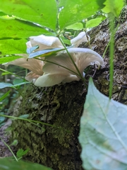 Pleurotus