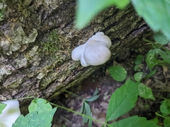 Pleurotus
