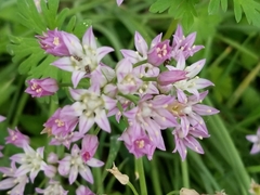 Allium drummondii
