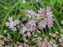 Allium drummondii