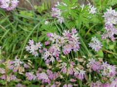 Allium drummondii