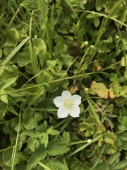 Parnassia palustris