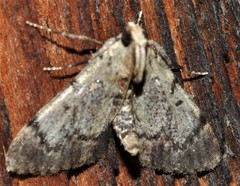 Epipaschia superatalis