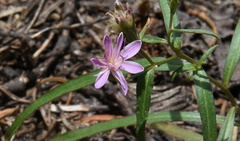 Stephanomeria lactucina