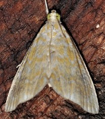 Glaphyria glaphyralis