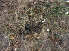Cervus canadensis nannodes
