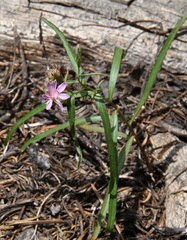 Stephanomeria lactucina
