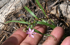Stephanomeria lactucina