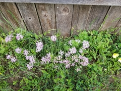 Allium drummondii