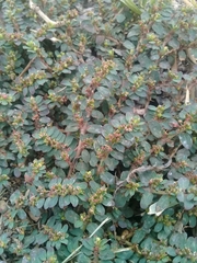 Euphorbia mendezii