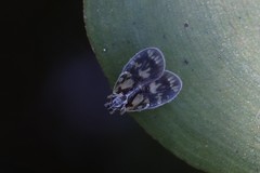Bothriocera cognita