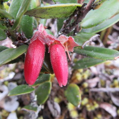 Plutarchia guascensis