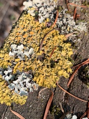 Vulpicida canadensis
