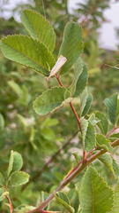Agriphila straminella