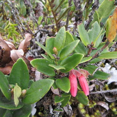Plutarchia guascensis