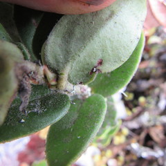 Plutarchia guascensis