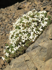 Phlox hendersonii