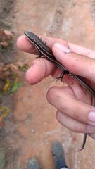Aspronema dorsivittatum