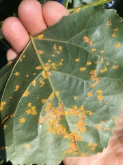 Melampsora occidentalis