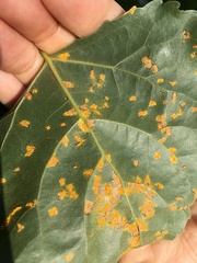 Melampsora occidentalis